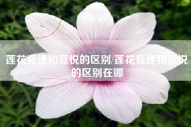 莲花竞速和竞悦的区别/莲花竞速和竞悦的区别在哪