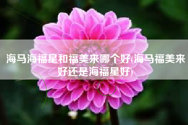 海马海福星和福美来哪个好(海马福美来好还是海福星好) 海马海福星和福美来哪个好(海马福美来好还是海福星好)